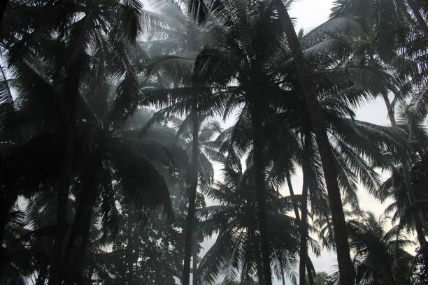 istock Palm trees in the fog 1096501976