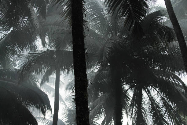 istock Palm trees in the fog 1096501992