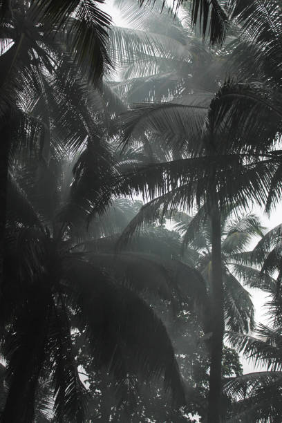 istock Palm trees in the fog 1096501998