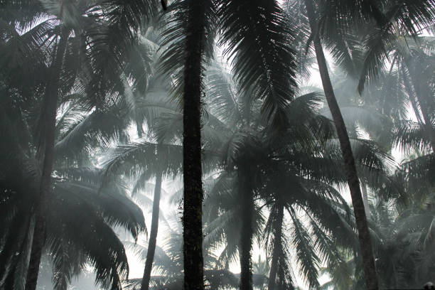 istock Palm trees in the fog 1096502016