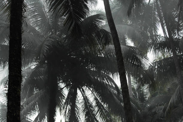 istock Palm trees in the fog 1096502030