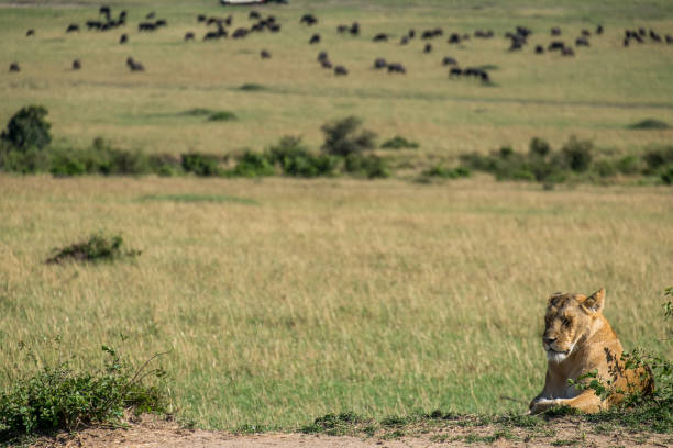 istock A lioness resting next to a bush in the savannah 1096502822