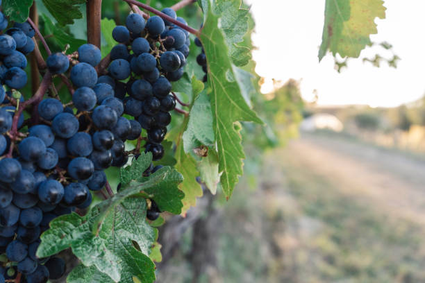 vineyard stock photo