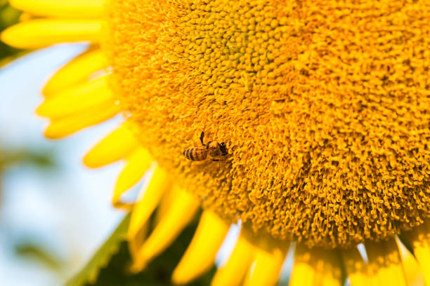 istock Colorful yellow sunflowers seen up close 1096507538