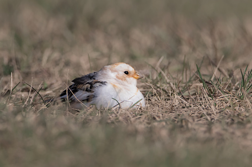 Extreme close-up of cute little white bird resting in meadwo