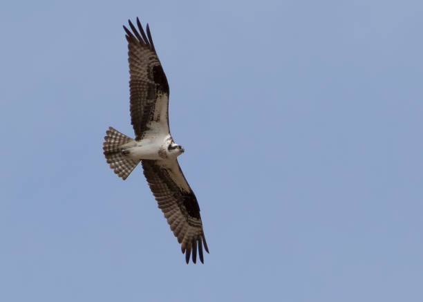 istock Flying Osprey bird of prey with spread wings in blue sky seen from underside 1096508314