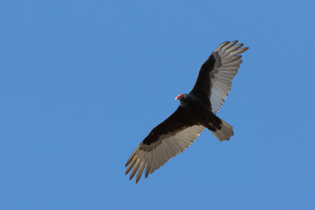 istock Turkey vulture gliding in blue sky 1096508396