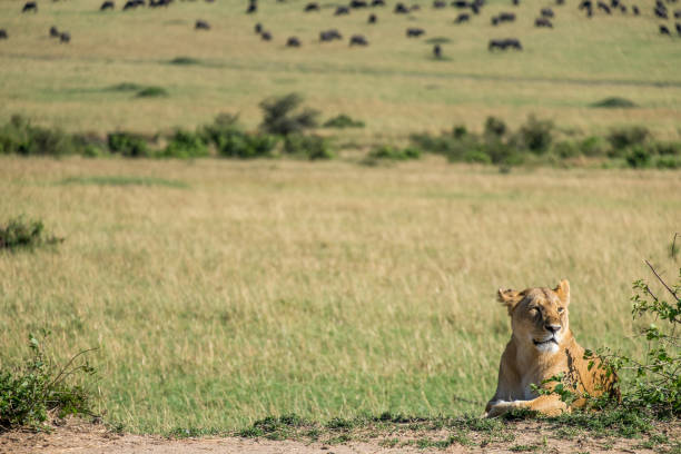 istock A lioness resting next to a bush in the savannah 1096510012