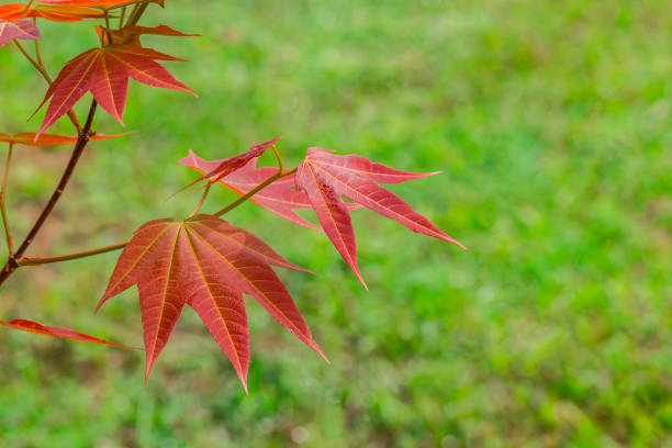 it's seem like a maple leaf