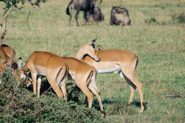 A herd of impala grazing in the savannah