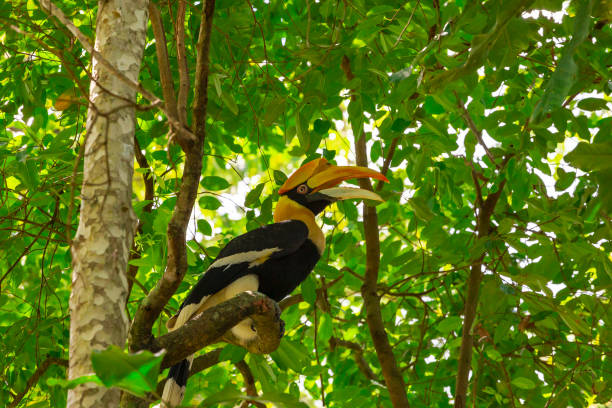 istock Great Hornbill Buceros bicornis in nature 1096510694