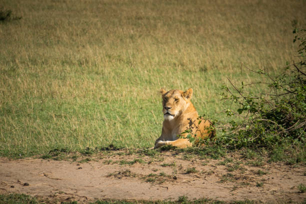 A lioness resting next to a bush in the savannah
