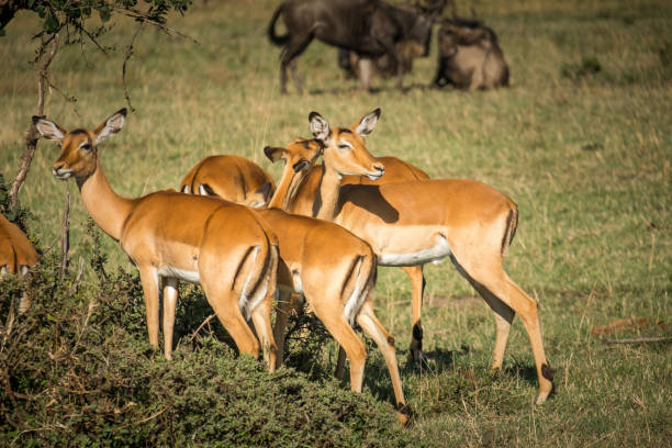 istock A herd of impala grazing in the savannah 1096512570