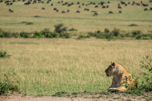 A lioness resting next to a bush in the savannah