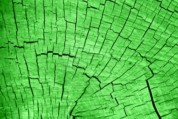 Texture of cuted cracked wood colored for .