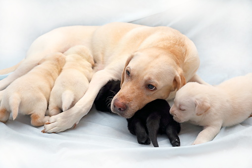 Three Fawn And One Black Labrador Puppy Sucking Their Mothers Milk Stock  Photo - Download Image Now - iStock