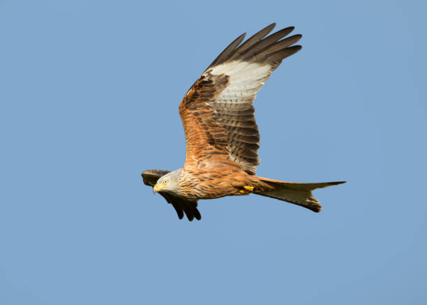 istock Red kite in flight against clear blue sky 1096517508