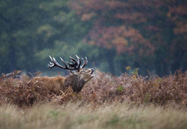 istock Red deer stag bellowing during mating season in the rain 1096517624