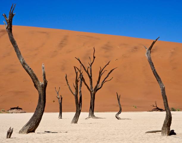 istock The Trees of Dead Vlei 1096517732