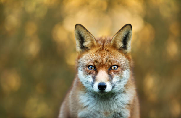 istock Close-up of a red fox against colourful background 1096517888