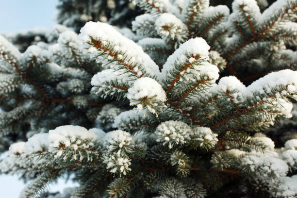 istock Christmas tree branches in the snow in winter 1096518946
