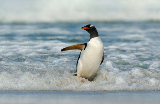 istock Gentoo penguin coming ashore from Atlantic ocean 1096518982