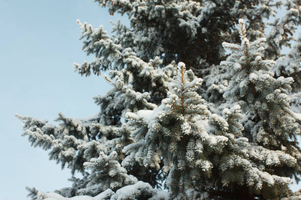 istock Christmas tree branches in the snow in winter 1096519004