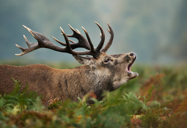 istock Red deer stag bellowing during rutting season in autumn 1096519176