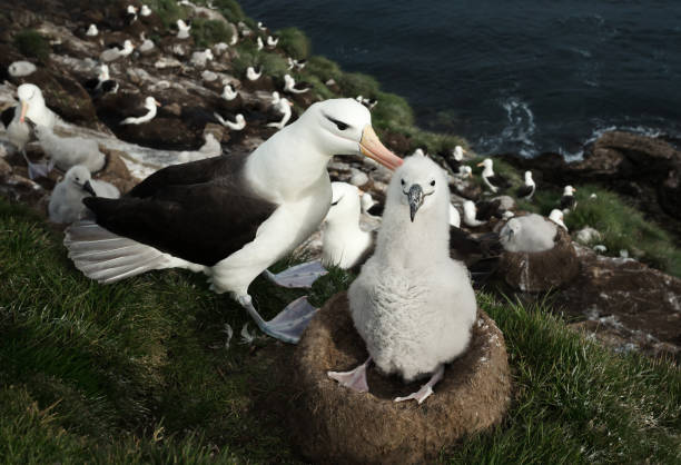 istock Black-browed Albatross with a chick sitting in the nest 1096519296