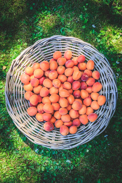 istock Ripe apricots in a wicker basket on green grass, top view, isolated 1096522324