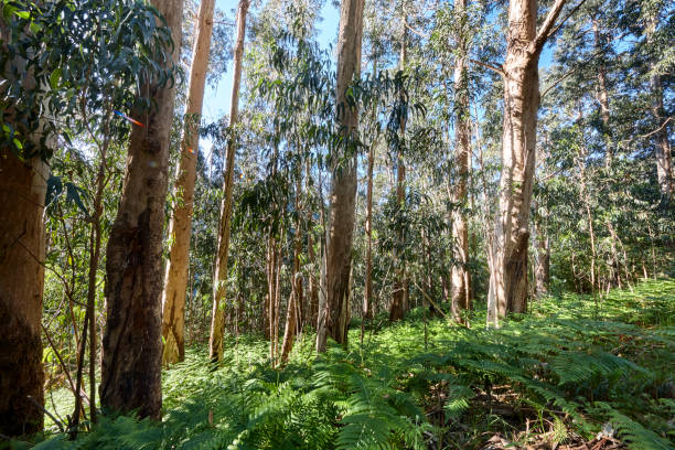 Eucalyptus forest stock photo
