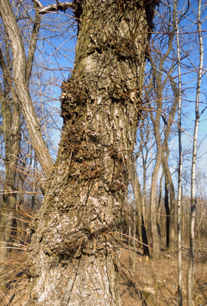 spring, the wakening trees.  trunks. - wakening imagens e fotografias de stock