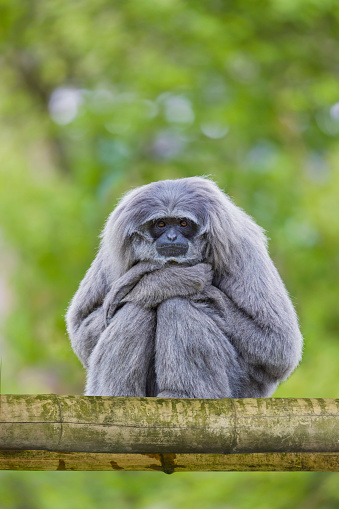 Javan Gibbon ( Hylobates moloch ) Gibbons are apes in the family Hylobatidae. The family historically contained one genus, but now is split into four genera and 18 species.