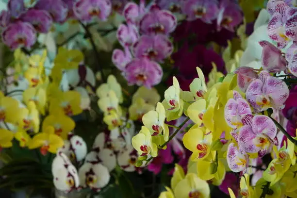Colorful vibrant phalaenopsis orchid flower with multi colors like white, yellow, purple, magenta and spotted
