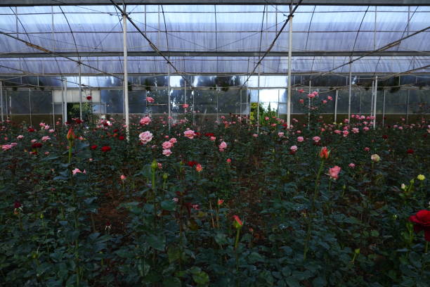 Roses bloom in plastic greenhouse in dalat stock photo