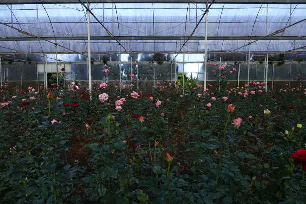 Beautiful colorful field of roses flower bloom in plastic greenhouse in dalat