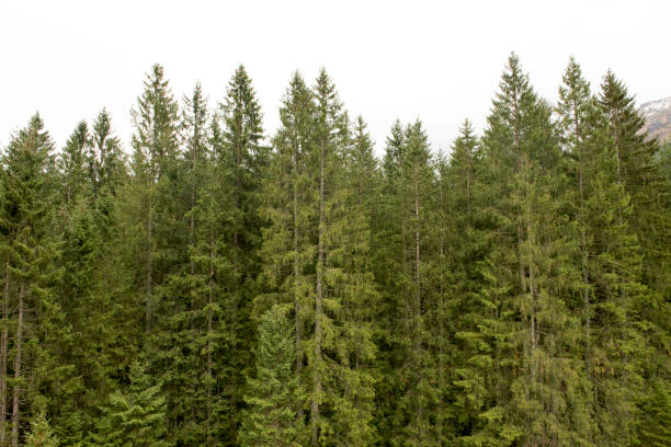 istock Beautiful pine forest in Switzerland 1096533736