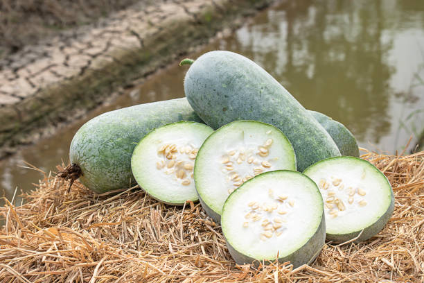 Winter melon is cut into pieces on the straw. Winter melon is cut into pieces on the straw. gourd stock pictures, royalty-free photos & images