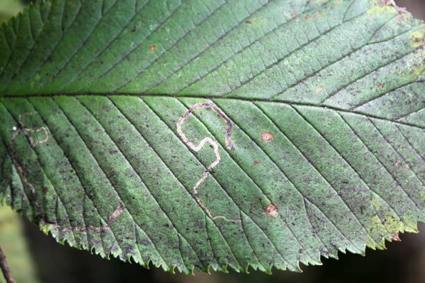 Mine of leaf-miner insect and Sooty mold on leaf of wych elm or Ulmus glabra Mine of leaf-miner insect and Sooty mold on leaf of wych elm or Ulmus glabra wych elm stock pictures, royalty-free photos & images