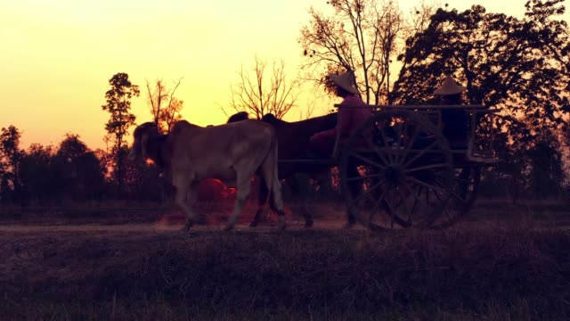 Ox cart at sunset