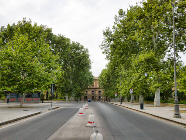 istock Trees at Palermo street. 1096542300