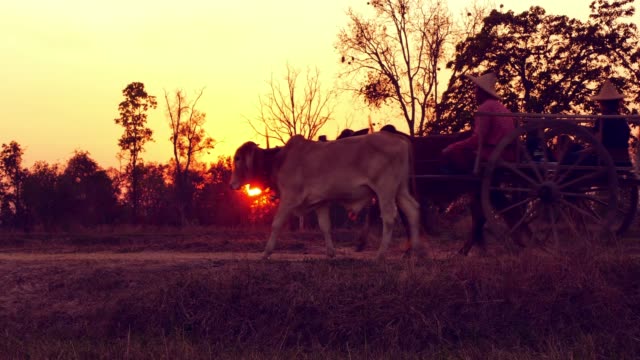 Ox cart at sunset
