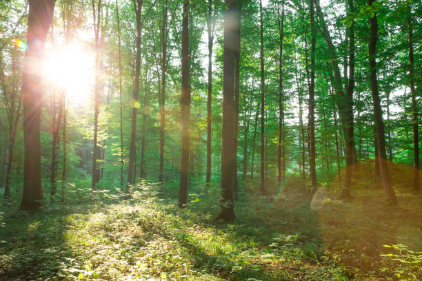 istock Forest trees. nature green wood sunlight backgrounds 1096545950