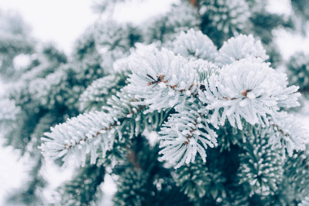 冬の霜クリスマス常緑高木の背景。氷覆われた青いトウヒの枝をクローズ アップ。モミの木の frosen 支店は雪、コピー スペースで覆われています。選択と集中 - winter close up nature macro ストックフォトと画像
