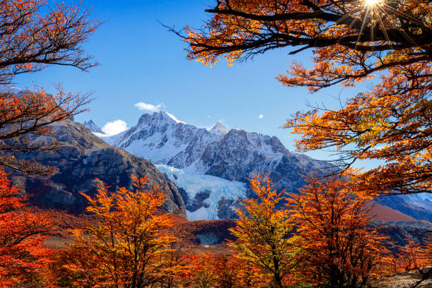 日光 glaciar ピエドラス blancas とブナの木の上。ロス ・ グラシアレス国立公園、アンデス山脈、パタゴニア、アルゼンチン - argentine glaciers national park ストックフォトと画像