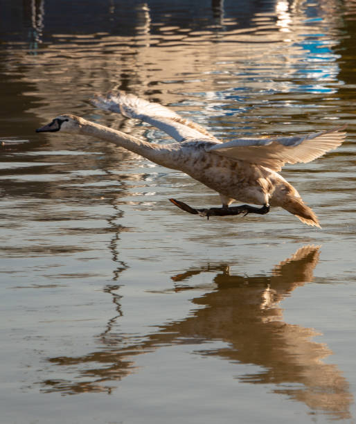 cygnus olor gracefully landing on river