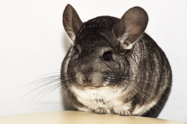 istock Little gray chinchilla in house 1096551074