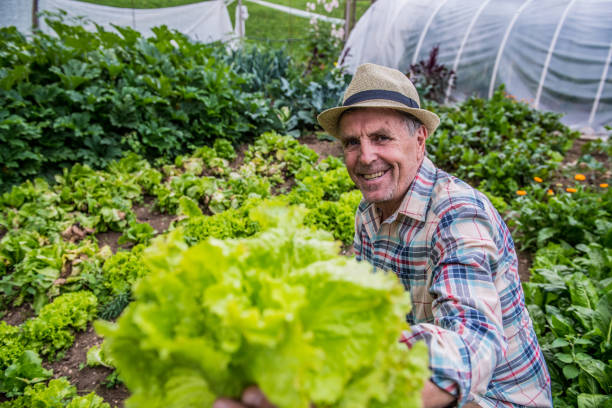 istock Senior Man Gardening Vegetables 1096553280