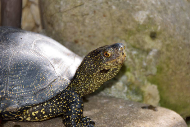 istock European Pond Terrapin, Emis orbicularis 1096553298
