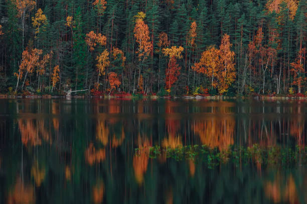 autunno dorato sul lago, foglie di colore della finlandia - karelia foto e immagini stock